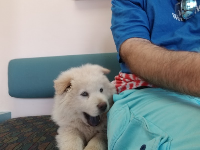 VCA Animal Medical Center