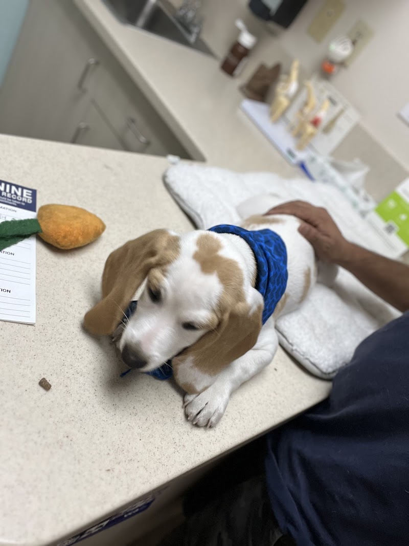 VCA Animal Medical Center