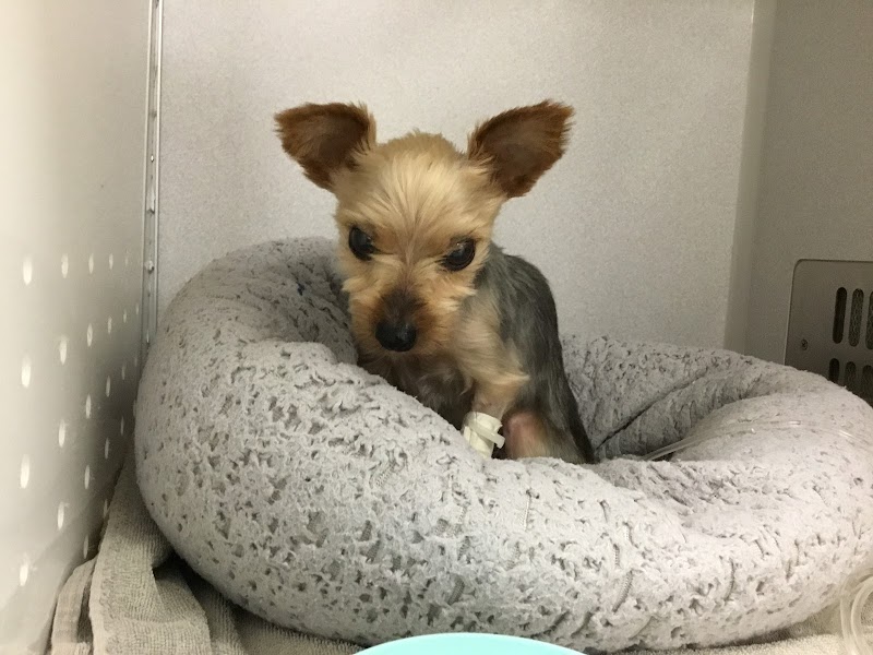 Premier Veterinary Group - Chicago