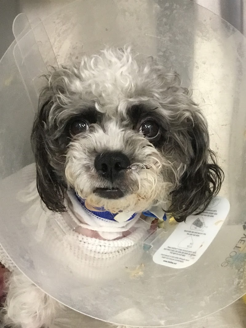 Premier Veterinary Group - Chicago