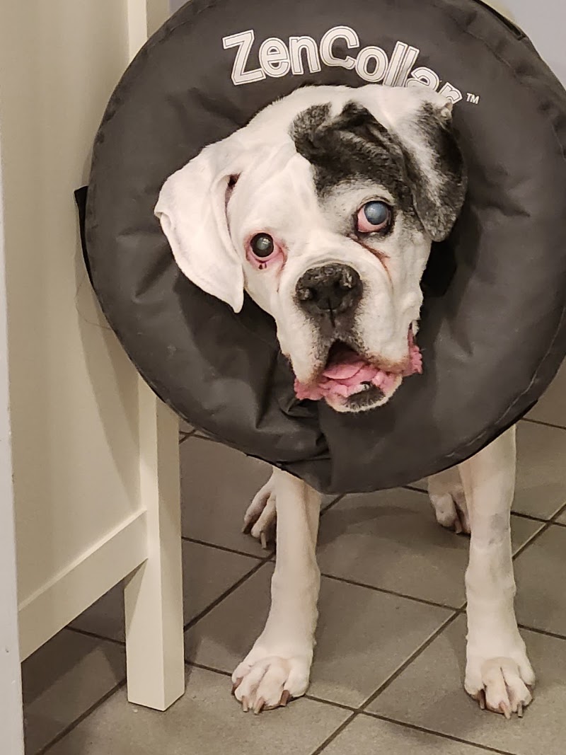BluePearl Pet Hospital