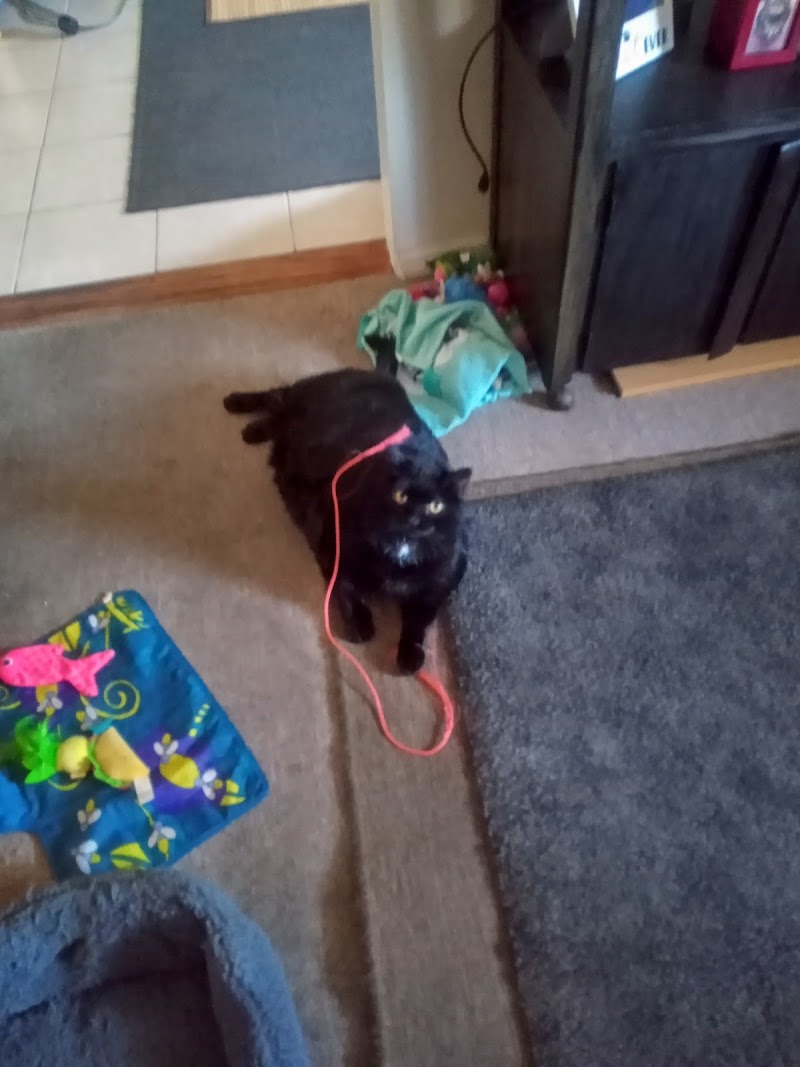 Hello Ralphie New York Online Veterinarian