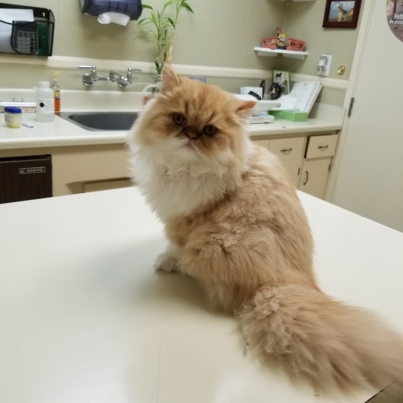 VCA Main Street Animal Hospital
