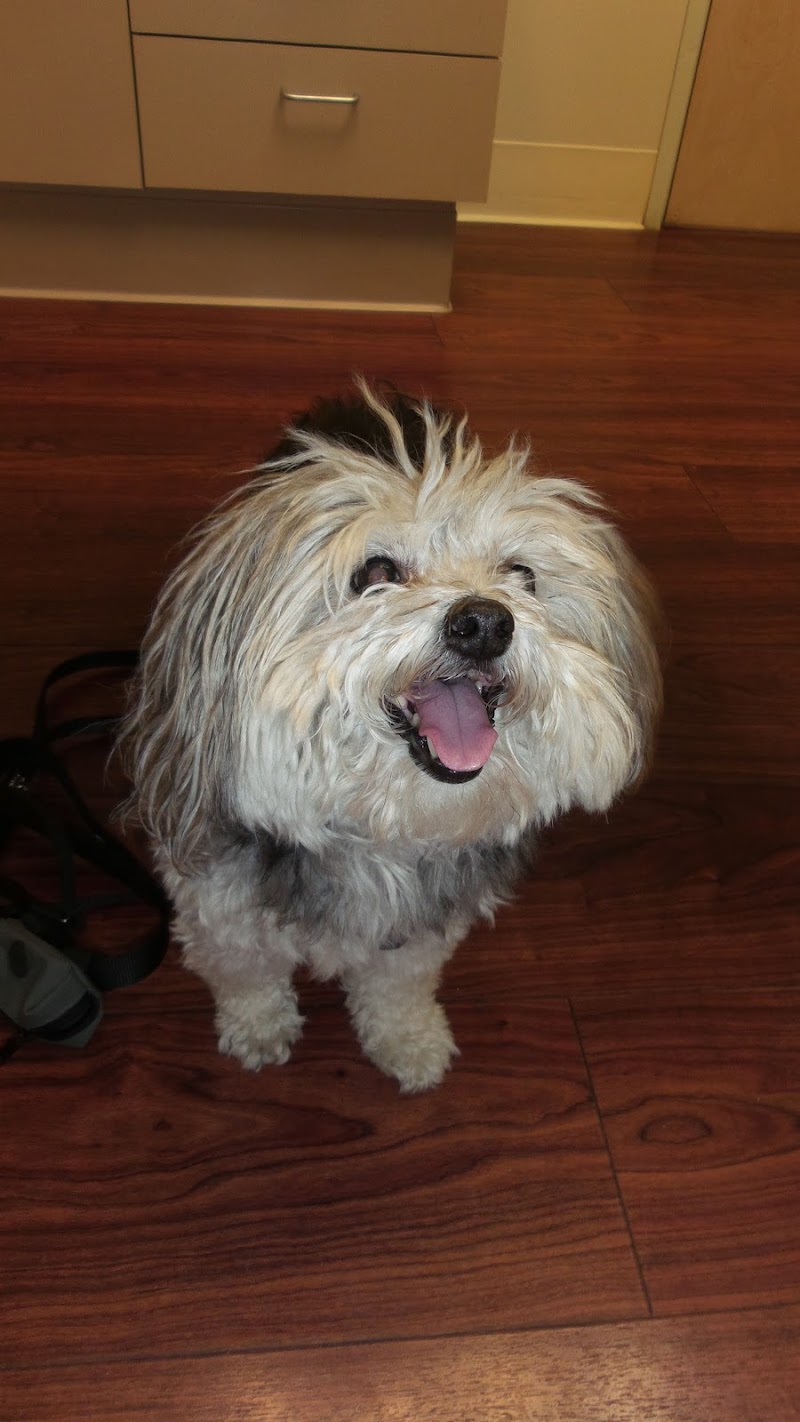 VCA Vets & Pets Animal Hospital