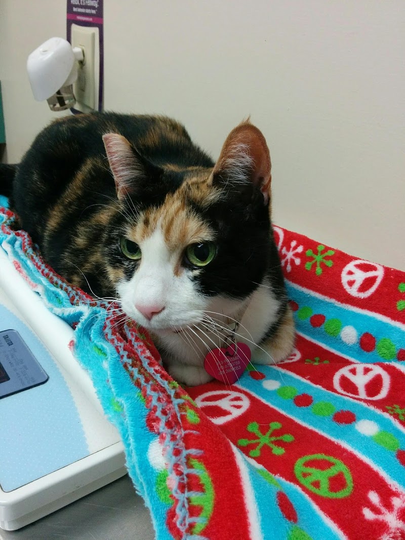 VCA Vets & Pets Animal Hospital