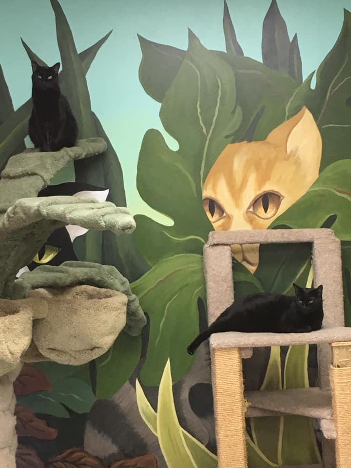 The Cat Doctor