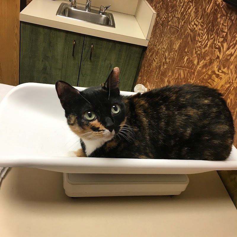 The Cat Doctor