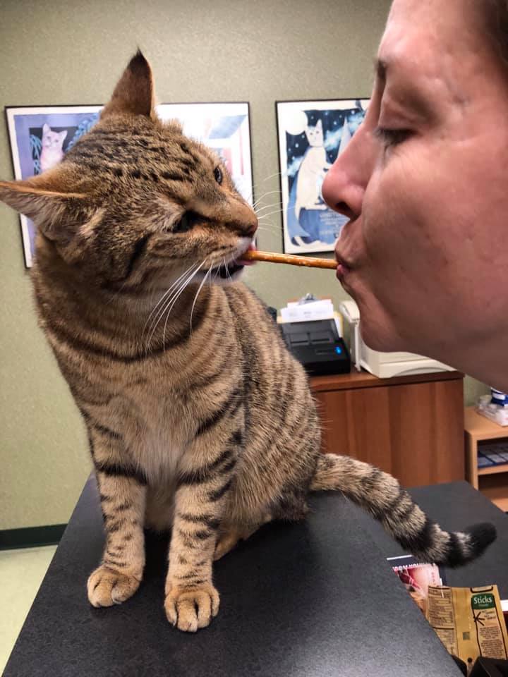 The Cat Doctor