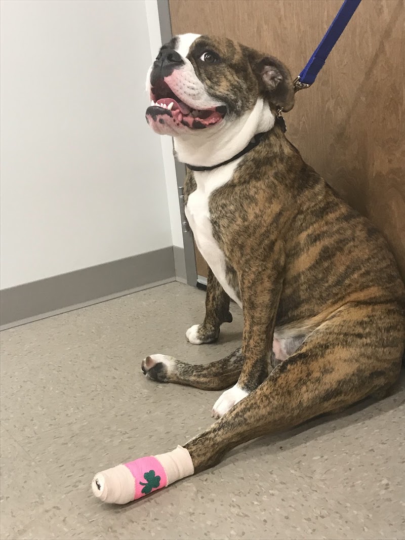 Urban Veterinary Associates