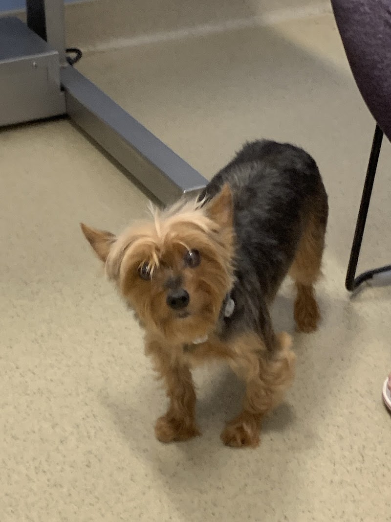 BluePearl Pet Hospital Wyomissing