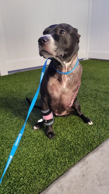 BluePearl Pet Hospital Wyomissing