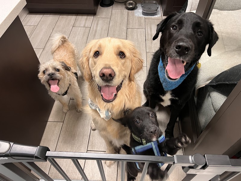 Stitch Veterinary Urgent Care and Surgery