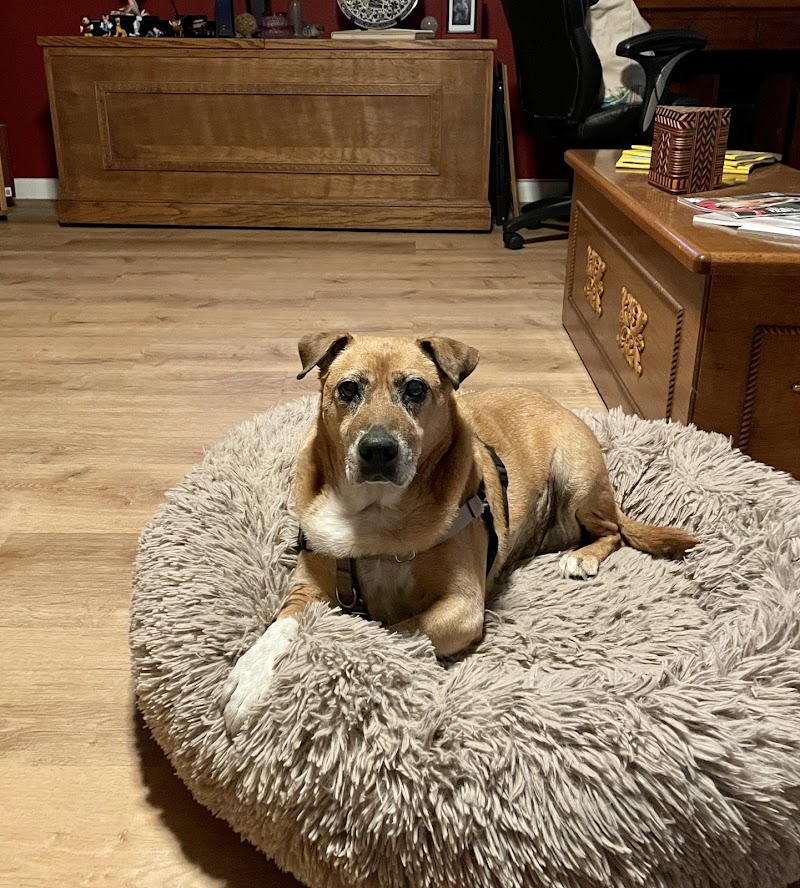 Stitch Veterinary Urgent Care and Surgery