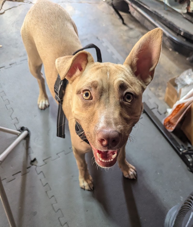 San José Animal Care Center