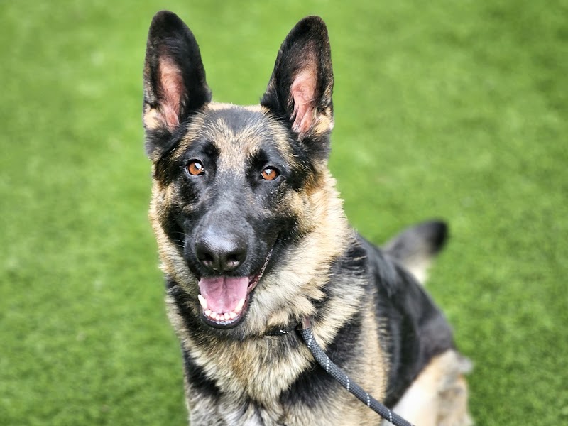 San José Animal Care Center