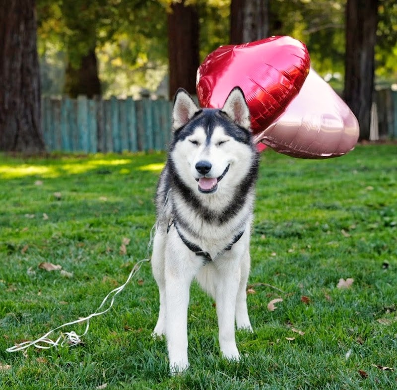 San José Animal Care Center