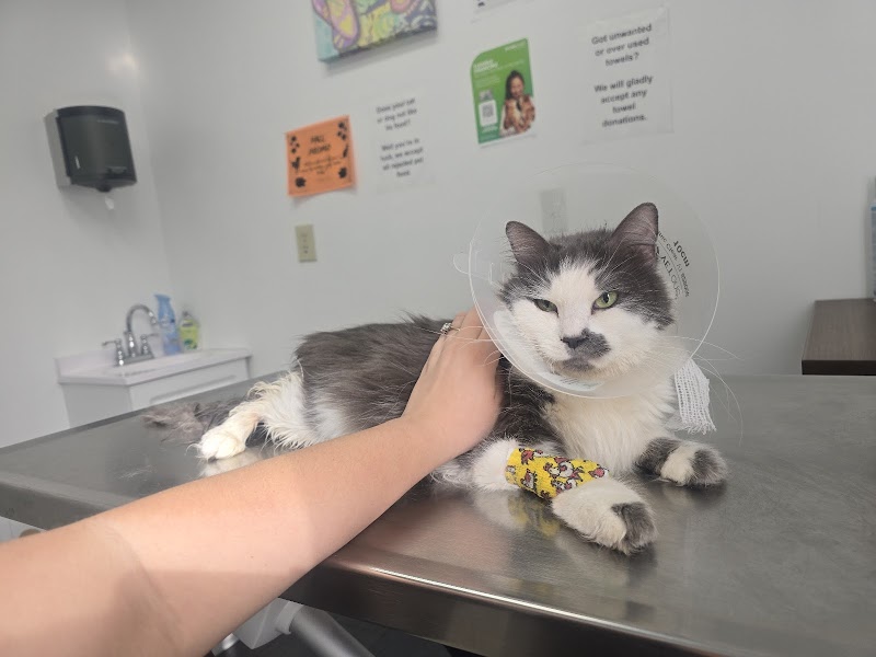 Affordable Animal Hospital Silver Lake