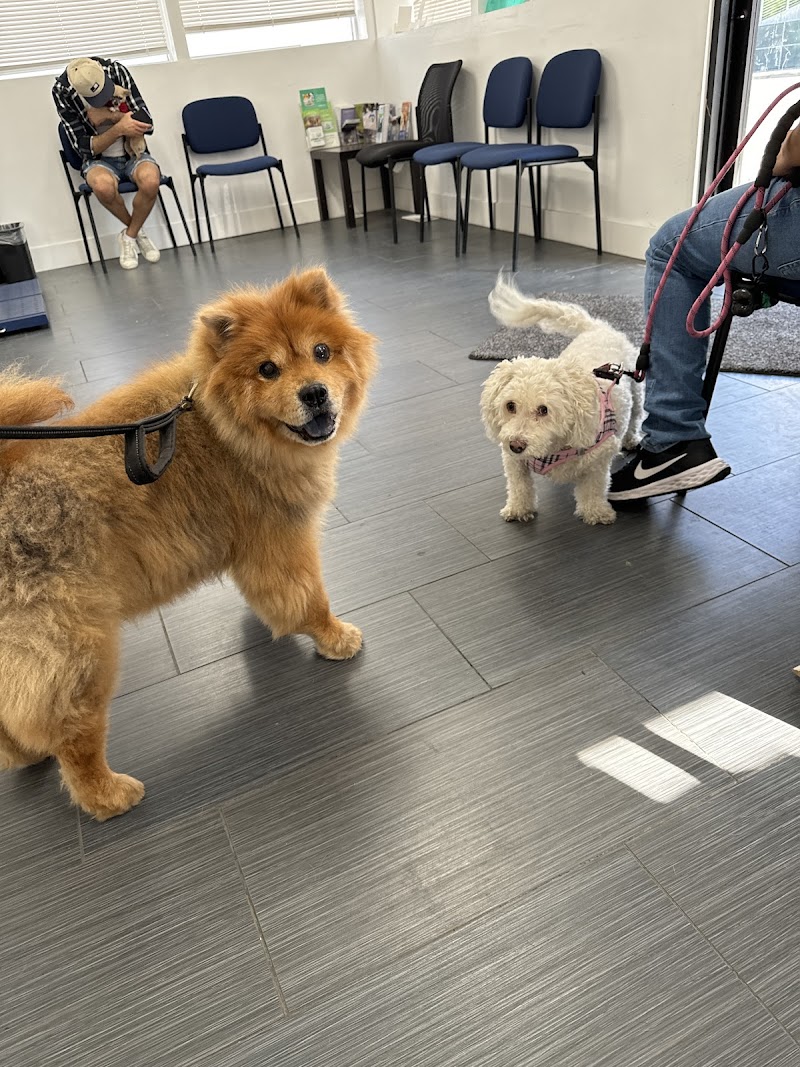 Affordable Animal Hospital Silver Lake