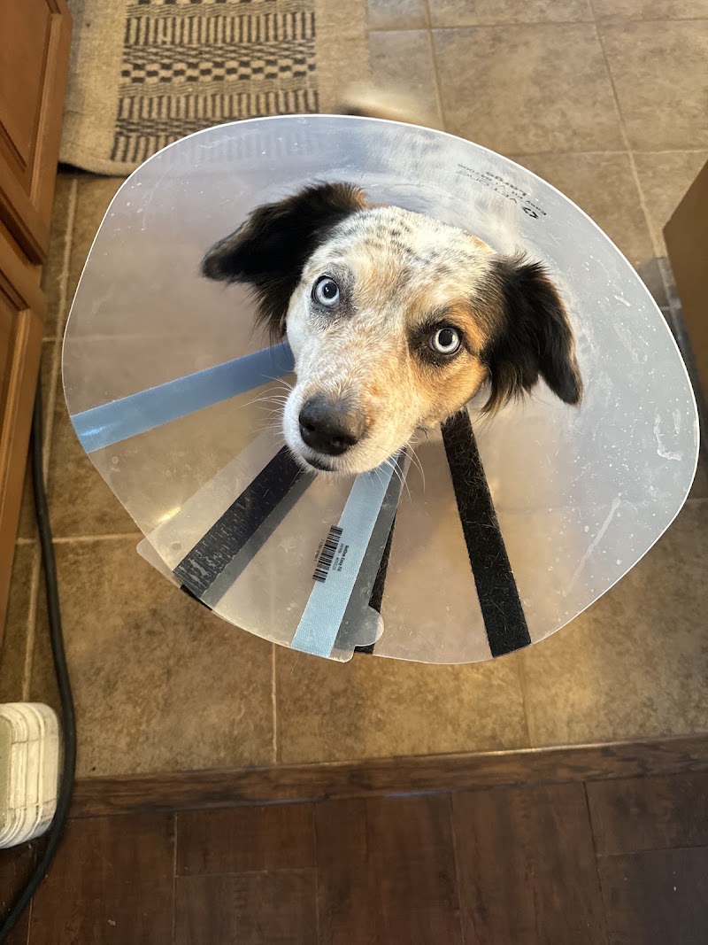 Veterinary Eye Clinic Alhambra