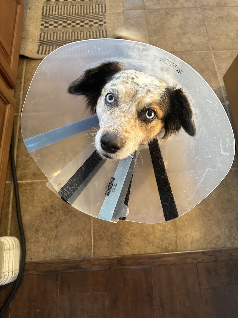 Veterinary Eye Clinic Alhambra