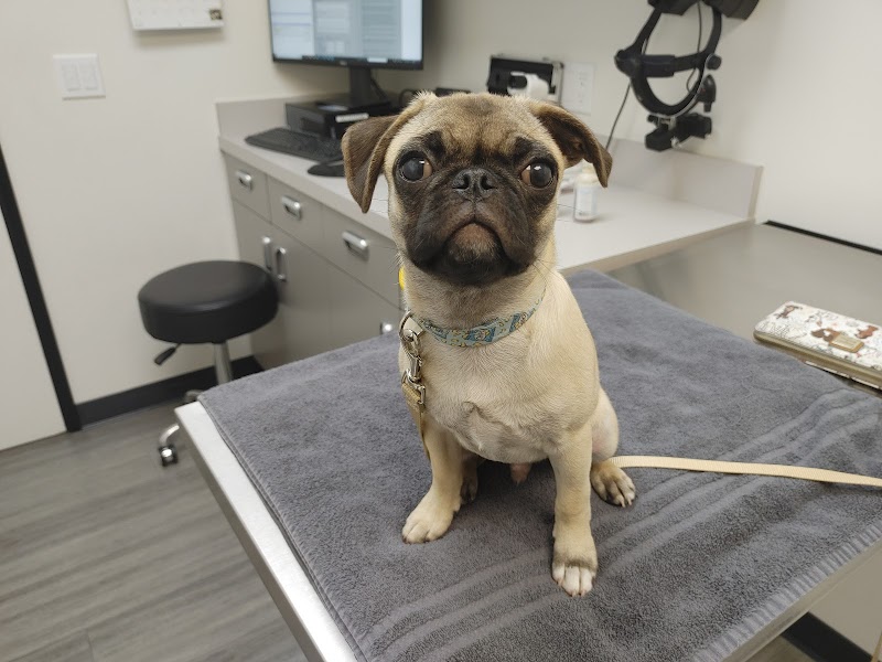 Veterinary Eye Clinic Alhambra