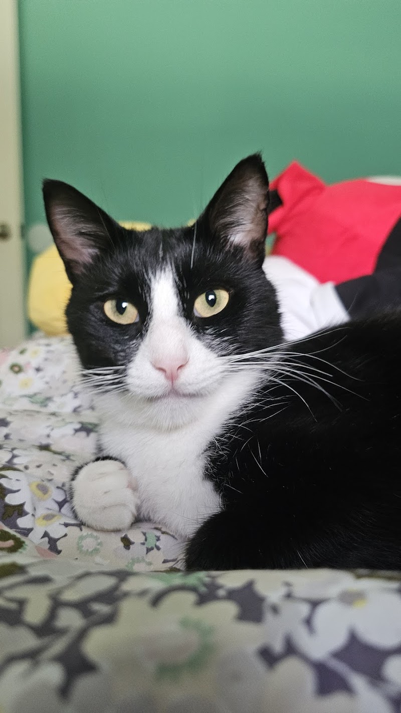Northwest Georgia Veterinary Emergency Center - Rome
