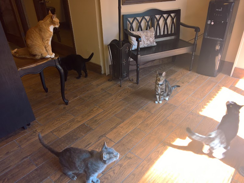 The Cat Practice