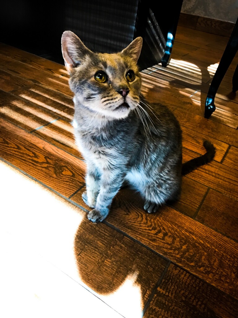 The Cat Practice