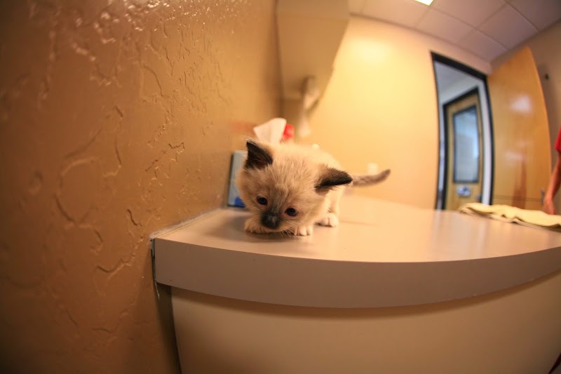 Animal Hospital at Grayhawk