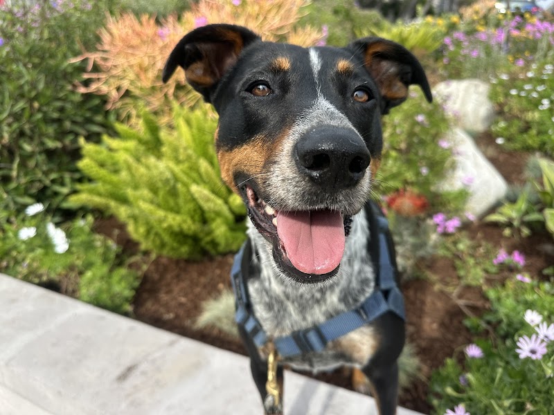 La Jolla Veterinary Hospital