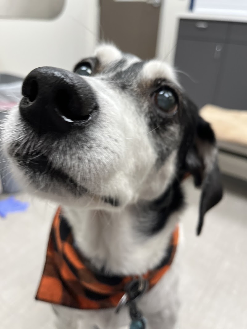 Bellevue Veterinary Emergency & Specialty