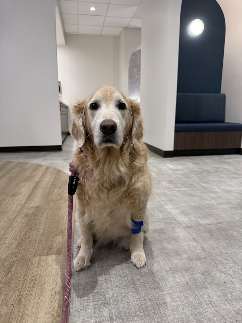 Bellevue Veterinary Emergency & Specialty - Bellevue