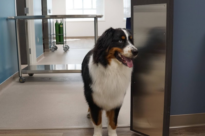 Bellevue Veterinary Emergency & Specialty