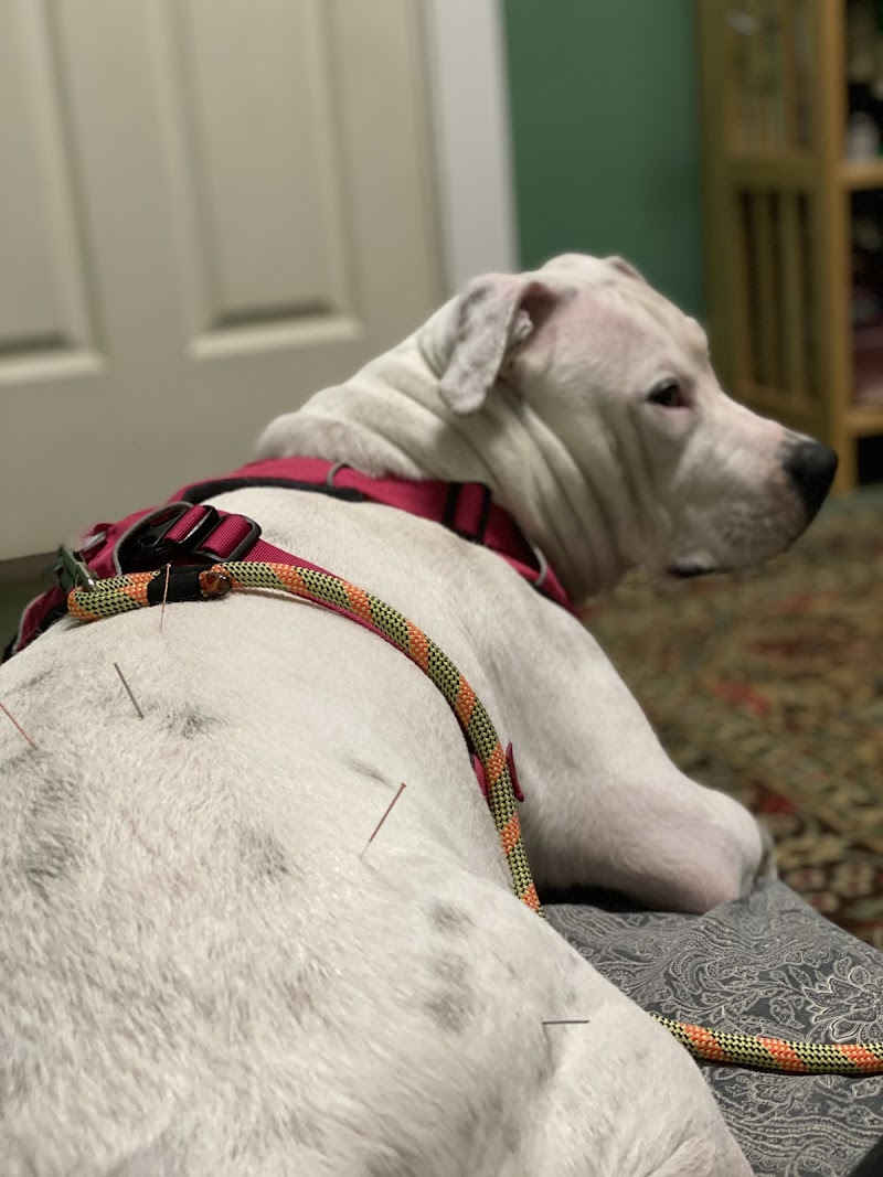 Ancient Arts Holistic Veterinary Services