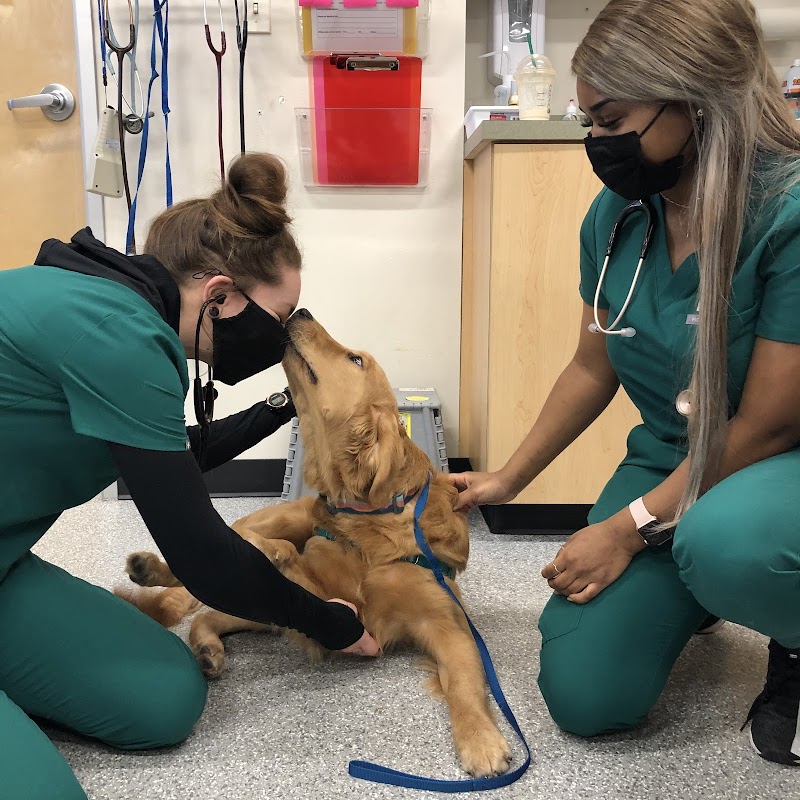 Heart and Soul Animal Urgent Care