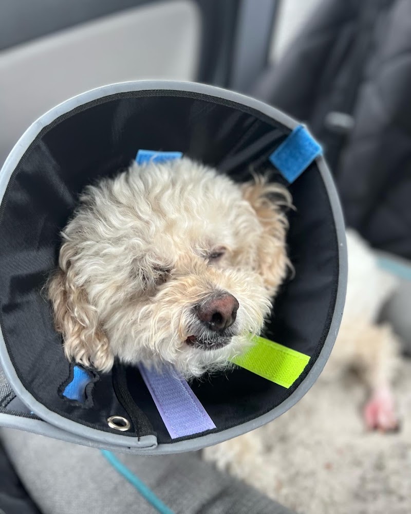 Heart and Soul Animal Urgent Care