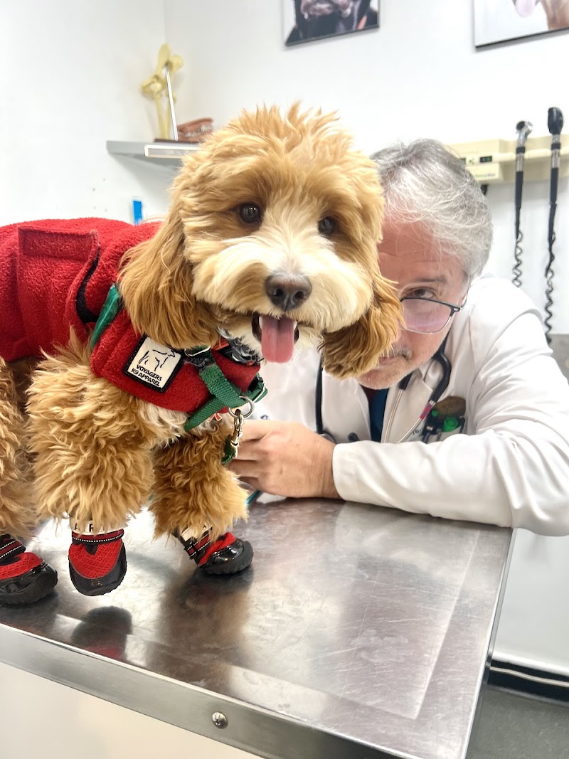 University Animal Hospital