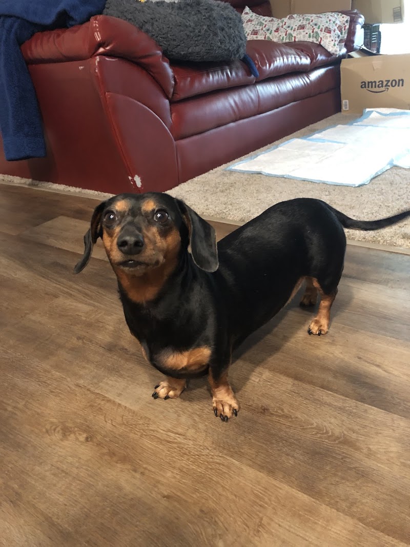 Pet Emergency & Specialty Center-East County