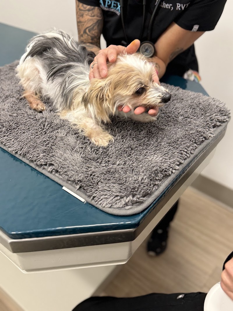 Apex Veterinary Ophthalmology Specialists