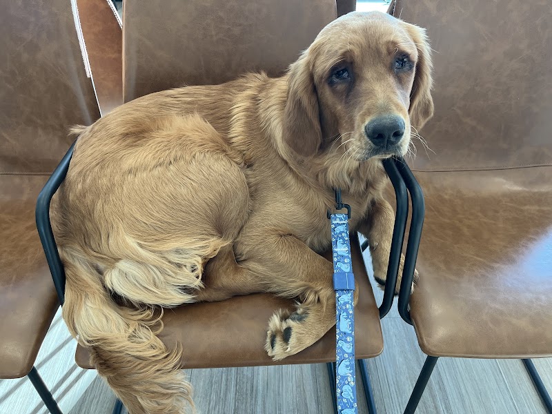 Apex Veterinary Ophthalmology Specialists
