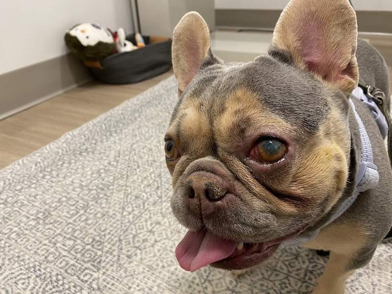 Apex Veterinary Ophthalmology Specialists