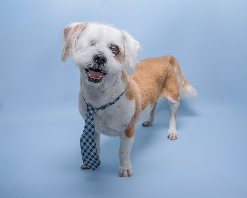 Apex Veterinary Ophthalmology Specialists