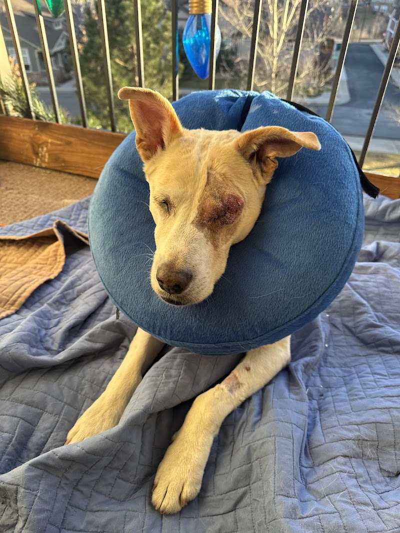Apex Veterinary Ophthalmology Specialists
