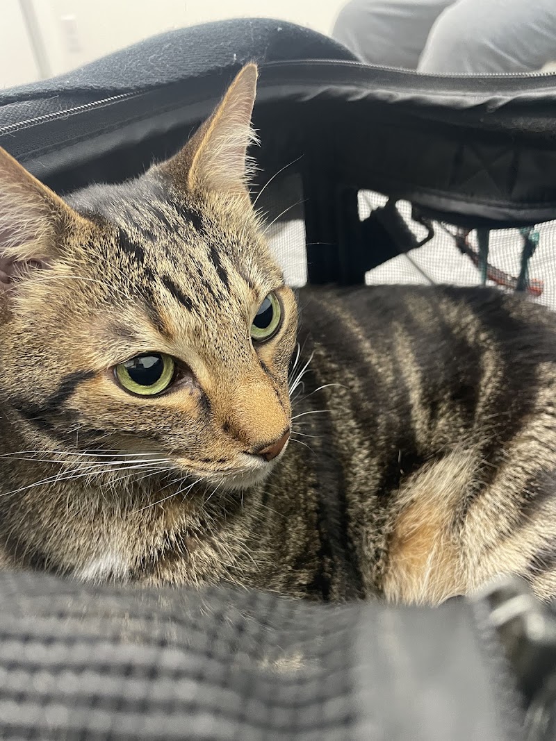 Vancouver Pet Urgent Care