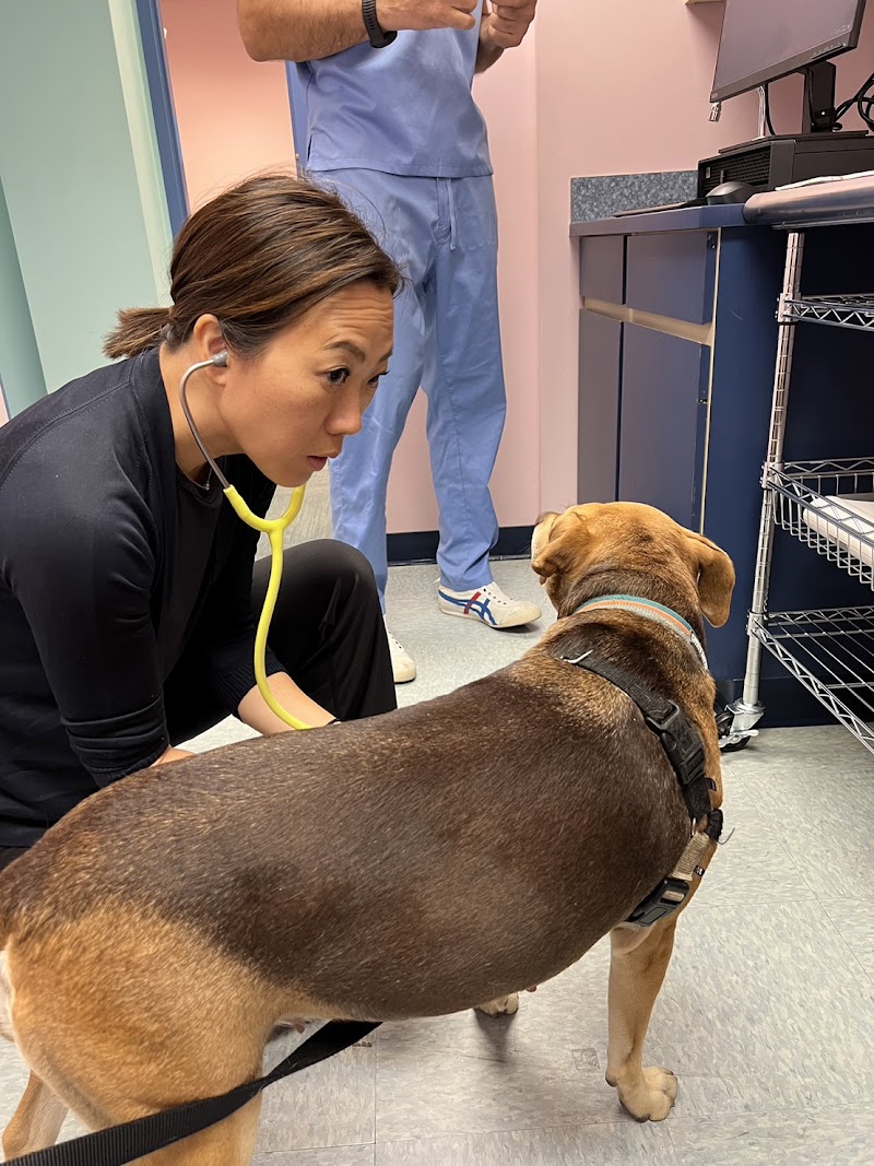 Animal Surgical Care
