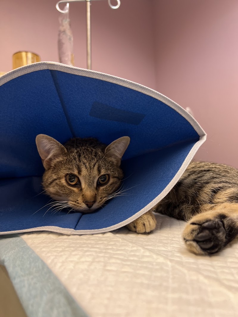 Animal Surgical Care