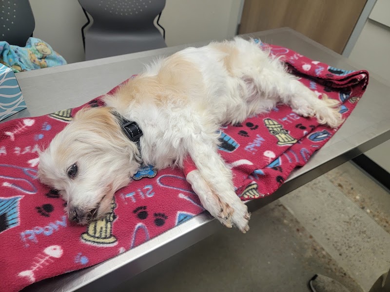 Neighborhood Veterinary Centers - Canyon Lakes