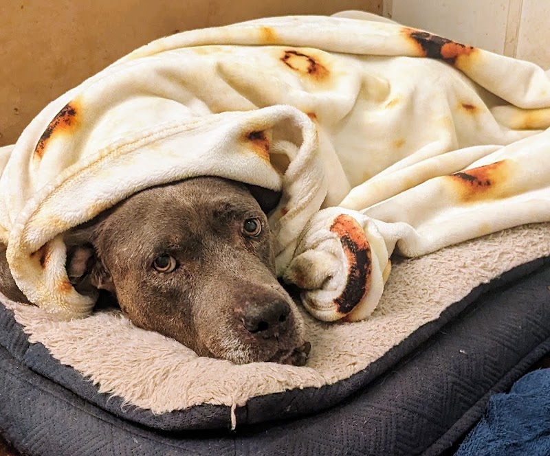 Neighborhood Veterinary Centers - Canyon Lakes