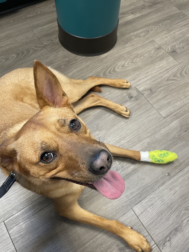 Golden Valley Animal Hospital