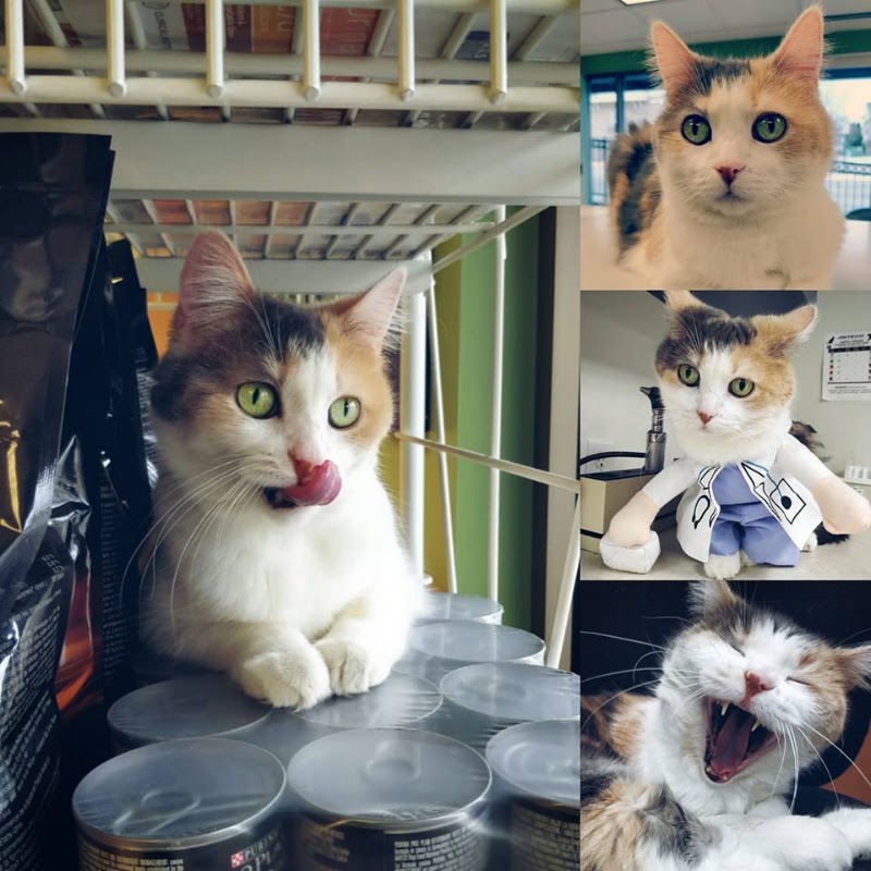 Golden Valley Animal Hospital